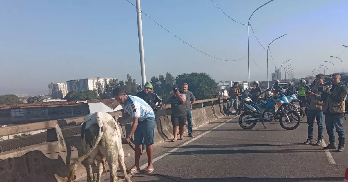 Bezerro 'Fogão' sobe o Viaduto do Gasômetro e dá nó no transito do Rio